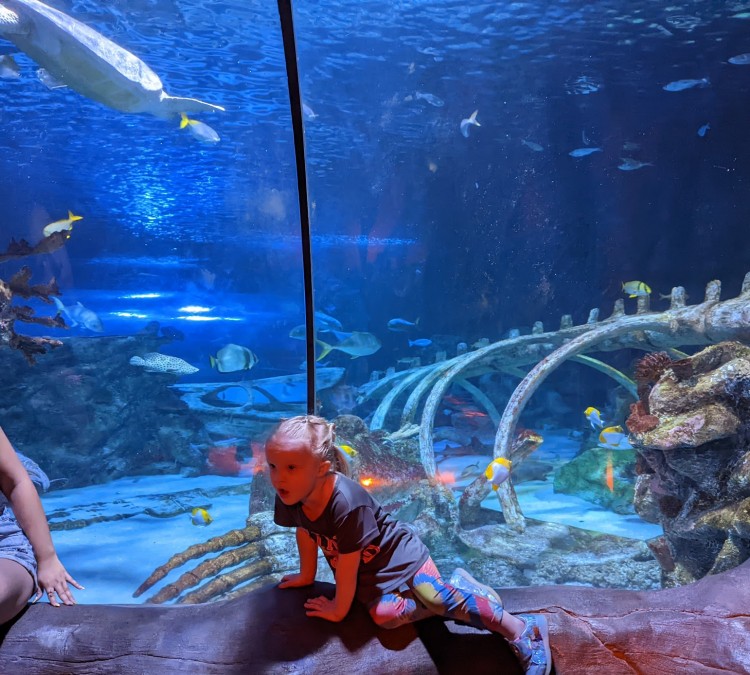 SEA LIFE Arizona Aquarium (Tempe,&nbspAZ)